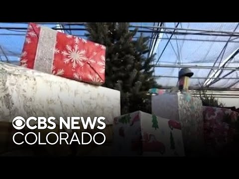 Colorado business is once again prepping for their annual Christmas tree giveaway