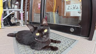 「ねこさん立入禁止」を遵守する黒猫ちゃん