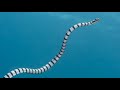 Sea Snakes: Habitat and Behavior