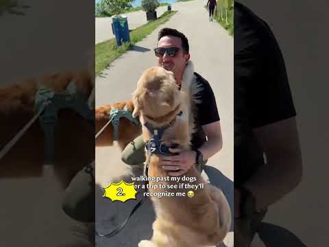 Dogs reuniting with owners ❤️