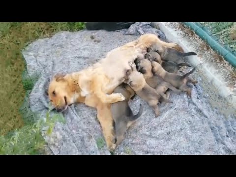 Exhausted Mother Dog Tried To Feed Her Puppies With Her Little Energy Left...