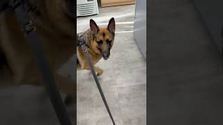 German shepherd Xmas Shopping | GSD picks her own presents 🎁