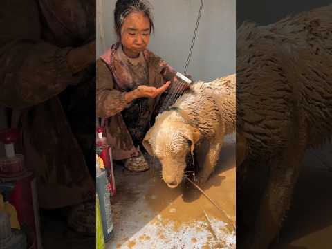 Food for Dirty  Dog 🐕| New Viral Gadgets, Smart Appliances, Kitchen Utensils/ Home Inventions