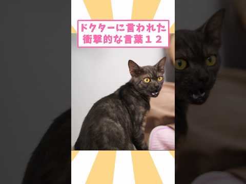ドクターに言われた衝撃的な言葉12 #猫 #猫のいる暮らし #猫動画 #ねこ #可愛い #ペット #かわいい #2ch