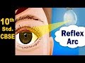 Understanding Reflex Arcs