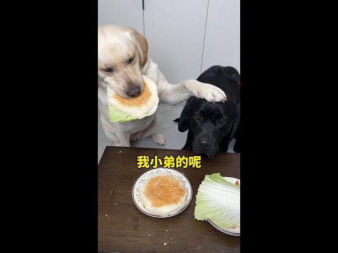 狗：你个没良心的，竟然这样对我#狗狗的心思都写在脸上了 #萌宠出道计划 #狗子成精了 #当你有只嘴馋小狗 #我不是人但你是真狗#拉布拉多 #拉布拉多搞笑 #拉布拉多视频