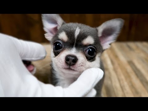 Applehead Chihuahua For Sale Wisconsin 07 2021