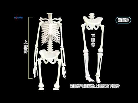  人體骨骼模型 - YouTube