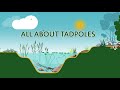 Tadpoles and Frog Ecology