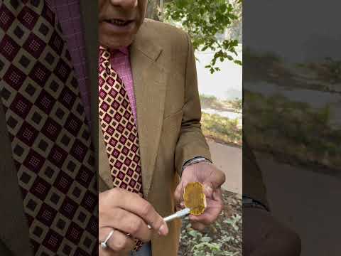 উদ্ভিদের কাঁটা স্ট্যাম্প সীল তৈরিতে ব্যবহার করা হয়। #Zanthoxylum_rhetsa #Indianpricklyash  #বাজনা