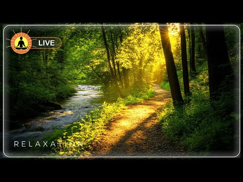 &#128308; Relaxing Music 24/7, Meditation Music, Sleep Music, Yoga, Zen, Sleeping Music, Study Music | Rain
