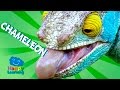 Chameleon Behavior and Characteristics