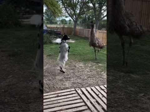 সৎ সঙ্গে স্বর্গবাস অসৎ সঙ্গে সর্বনাশ #trending #livestock #animals #shortvideo