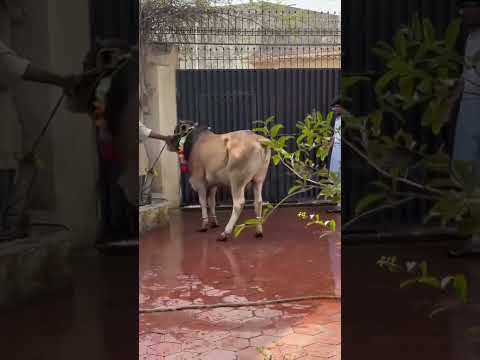Dangerous Bull 21