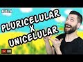 Organismos Unicelulares e Multicelulares