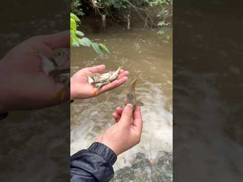Pesca en las orillas #fishing #montajedemoscas #pesca #pescaconmosca #fish #pescamosca #peces
