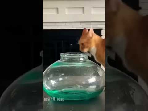 Funny cat memes (not mine)