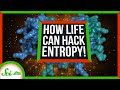 Understanding Entropy and Life