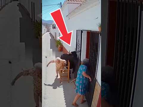 ¡INCREÍBLE! EL TORO SORPRENDE A LAS ABUELAS EN PLENA CHARLA #shorts #toros #bulls