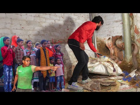 ऐसा खौफनाक मंजर कम देखने को मिलता है, नाग किस तरह छिपा था, फिर क्या!😱Cobra Snake in boundary wall