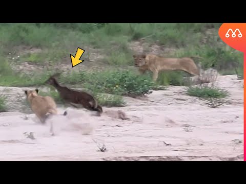 FOI ISSO QUE O ANTÍLOPE FEZ QUANDO VIU AS LEOAS SE APROXIMAREM