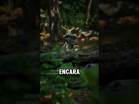 Tinha uma criatura na floresta