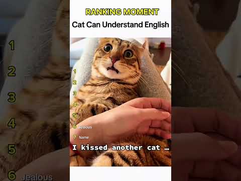 Cat being idiots part 5: Cat understand English 🤣 #funnycat #funnypet #cutecat #cat #pets #shorts
