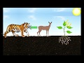 Energy Transfer in Ecosystems