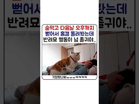 술먹고 뻗은 집사들의 다음날 아침ㅋㅋ