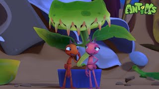 Every Cool Creature in Antiks! 🐜 | Cartoons For Kids | Moonbug Kids - Animal Adventures for Kids