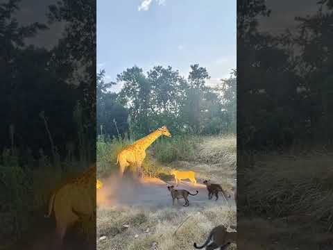 The lion has met its match. Wild animals are at zero distance: the giraffe