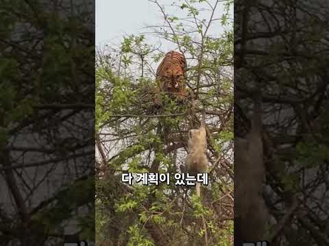 원숭이한테 까불던 호랑이의 최후