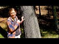 Identifying Tree Species and Features