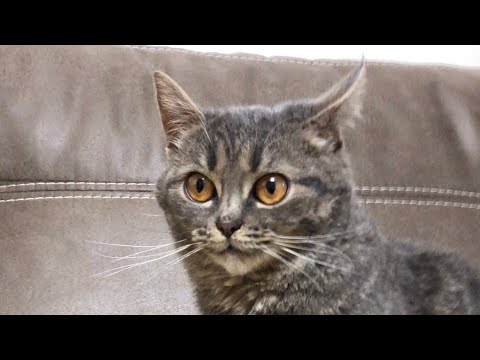 Підбірка відео з Мілкою🤩😻😊🐈‍⬛💜