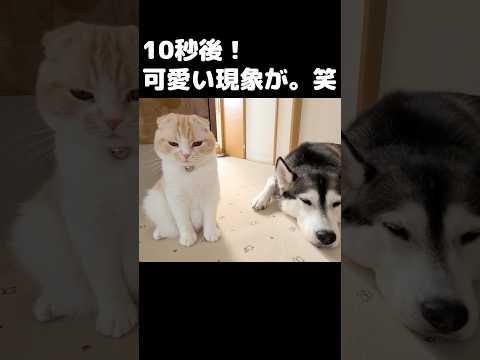 10秒後可愛い現象が...笑#犬と猫 #shorts