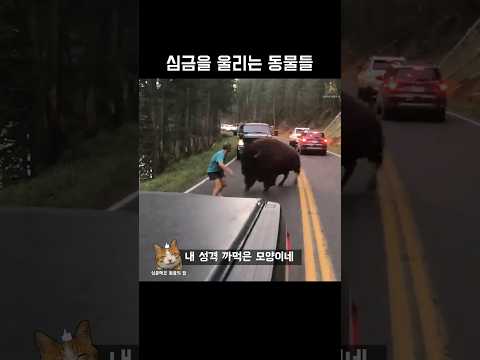 심금을 울리는 동물들