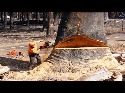 Dangerous Fastest Chainsaw Tree Felling Cutting, Wood Sawmill Machines & Logging Wood Truck Working