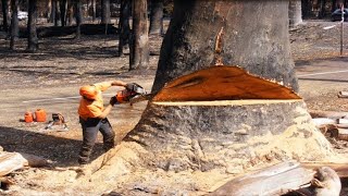 Dangerous Fastest Chainsaw Tree Felling Cutting, Wood Sawmill Machines & Logging Wood Truck Working