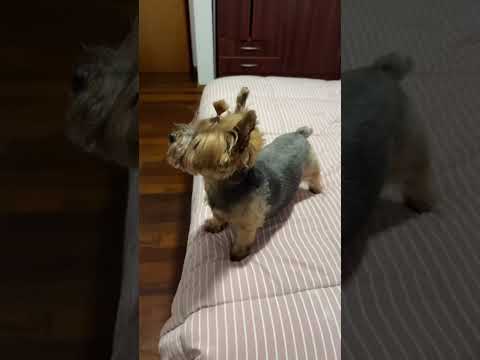 Mi perro me pide la televisión 🫣🤣