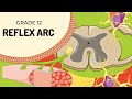 Reflex Arc Concepts and Functions