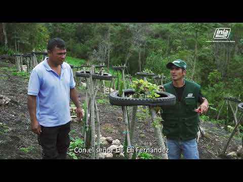 Yanayacu instaló parcela demostrativa de pitahaya en el CP La Cascarilla