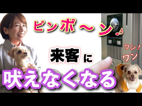インターホンに興奮して吠える愛犬が、すぐ言う事を聞くようになりました!