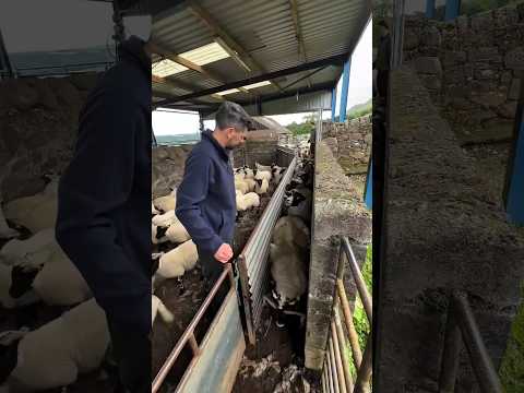 Domba Kecil Kok Dipisah❓Ternyata Ini Alasannya⁉️🐑 #shorts #shortvideo