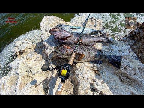 La ballena de la buena suerte. Bonitos, cabinzas y cabrillas con equipo nuevo.