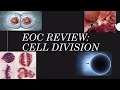 Cell Division: Mitosis and Meiosis Explained