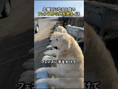 土曜日になると庭のフェンスから外を見るイヌ