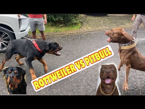 ROTTWEILER VS PITBULL ‼️