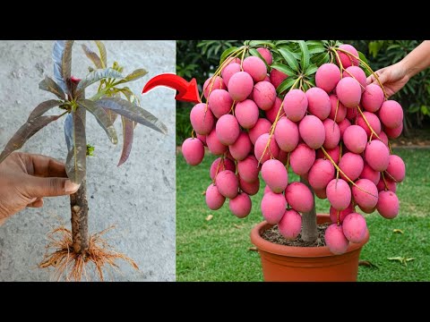 Grow Mango Tree Without Seed – Cuttings Method (Guaranteed Success)