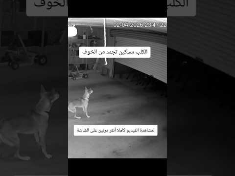 الكلب مسكين تجمد من الخوف #ماوراءيات #حيوانات_مفترسه #رعب