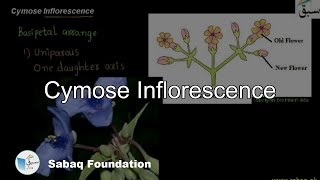 Cymose Inflorescence